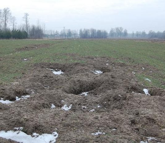 Ruszyła wypłata rekompensat za straty wyrządzone przez dziki. Jeszcze można składać wnioski
