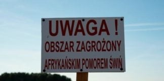 ASF zaatakował kolejne chlewnie. Liczba ognisk rośnie lawinowo