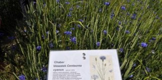 Chwasty w zbożach – których nie możesz zlekceważyć!