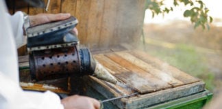 Zginęło prawie 2 mln pszczół – pomóż w dochodzeniu!