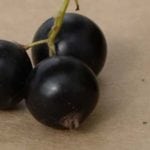 Plantatorzy czarnej porzeczki grożą zaniechaniem zbiorów!