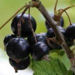 Zmowa cenowa na rynku porzeczek pod lupą ministerstwa