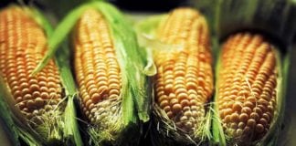 Kukurydza – jaką odmianę wybrać?