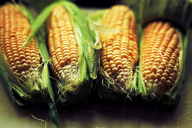 Kukurydza – jaką odmianę wybrać?