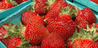 Rolnik porażony piorunem przy zbiorach truskawek