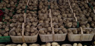 Bakterioza pierścieniowa zażegnana? Przemieszczanie ziemniaków na prostszych zasadach