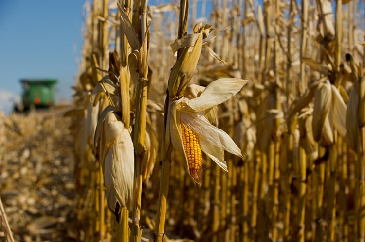rolnik, rolnictwo, kukurydza, plonowanie kukurydzy, kukurydza na ziarno, koszty uprawy kukurydzy