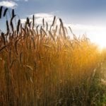 Tworzenie i rozwój mikroprzedsiębiorstw