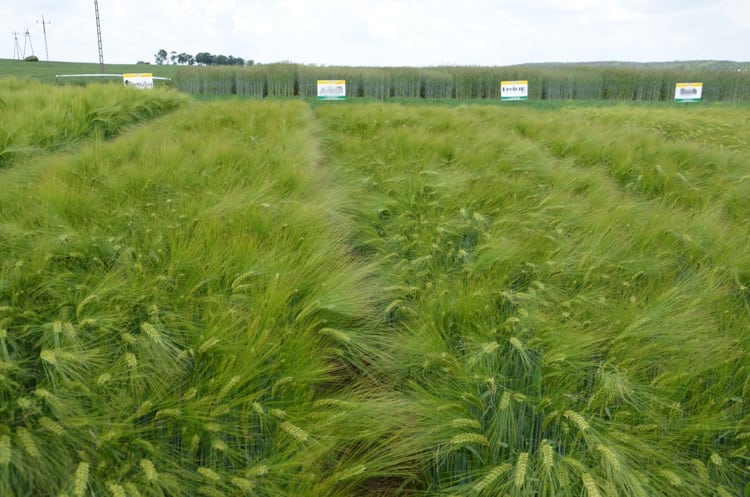 jęczmień, odmiany zbóż, zboża ozime, pszenica , COBORU , żyto, pszenżyto