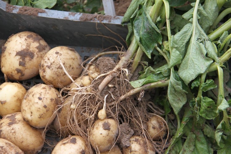 rolnictwo, portal rolny, ziemniaki, odmiany ziemniaków, COBORU, Pasat