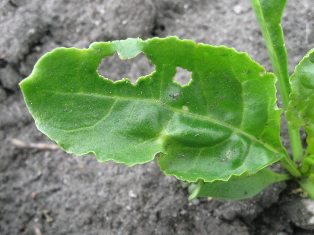 pchełka burakowa, buraki cukrowe, szkodniki buraków, ochrona buraków, Decis Mega, Proteus