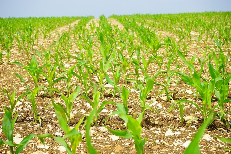 rolnictwo, portal rolny, nawożenie kukurydzy, kukurydza, nawożenie, obornik, gnojówka, gnojowica, azot, fosfor, potas, nawozy dolistne,