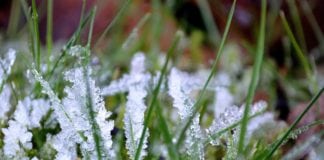 UWAGA! Wracają przymrozki. Przy gruncie nawet – 6°C