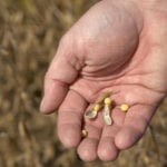 Za mało czasu na zakaz pasz GMO