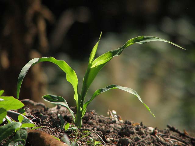 PROCROP, apomiksja, uprawy, pyłek, roślina, rozmnażanie, apomiksja, zanieczyszczenie krzyżowe, modyfikacje genetyczne, hybrydowe, nasiona, hodowla