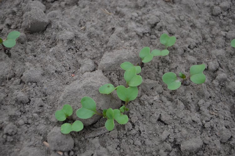 rozwój rzepaków, stan rzepaku, rzepak, BASF, szkodniki w rzepaku, śmietka kapuścina, gnatrz rzepakowiec, mszyce, pchełki, sucha zgnilizna kapustnych