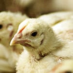 Problem ze śrutą sojową i mączkami mięsno-kostnymi