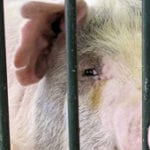 Żywienie knurów w okresie eksploatacji