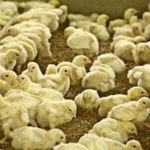 Służby weterynaryjne będą kontrolować wodę dla zwierząt