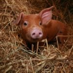 Kto zarabia na polskich producentach świń?