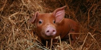 Kto zarabia na polskich producentach świń?