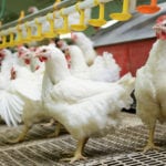 Pasza „eko” nie zawsze jest ekologiczna. IJHARS ostrzega