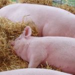 Ceny wieprzowiny w okresie 29.07-04.08.2019 r.