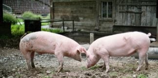Kończy się nabór wniosków o rekompensatę strat za klęski żywiołowe i ASF