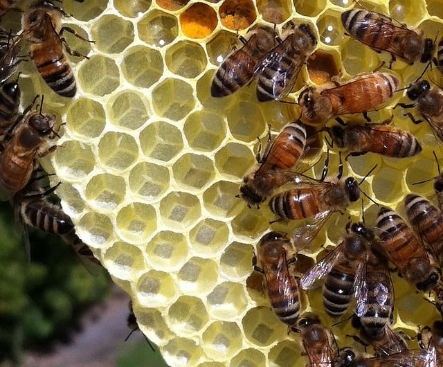 Wsparcie na rozwój pasieki – trwa nabór