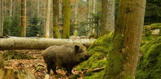 Luksemburg stawia płot na granicy z Belgią