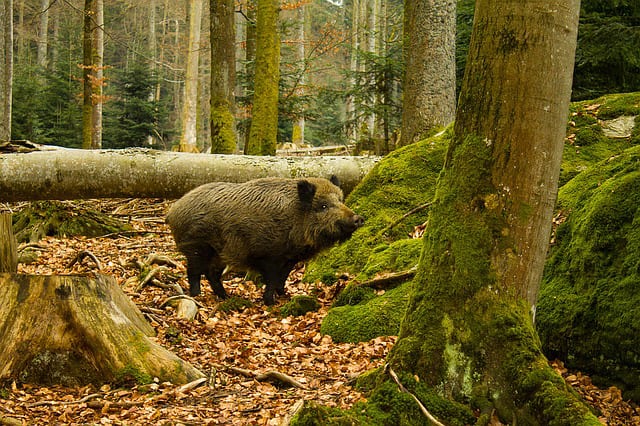 Euractiv.pl, rolnik, rolnictwo, ASF, trzoda chlewna, płot na granicy, walka z ASF