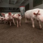 Stosowanie pasz GMO co najmniej do 2021 roku