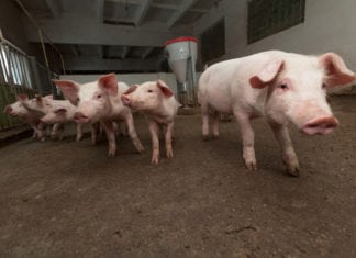 Hodowcy szukają możliwości zwiększenia opłacalności produkcji trzody chlewnej