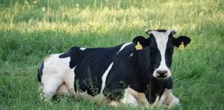 Na farmach, gdzie każda krowa ma swoje imię pozyskuje się więcej mleka