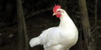 Potwierdzono czternaste ognisko ptasiej grypy