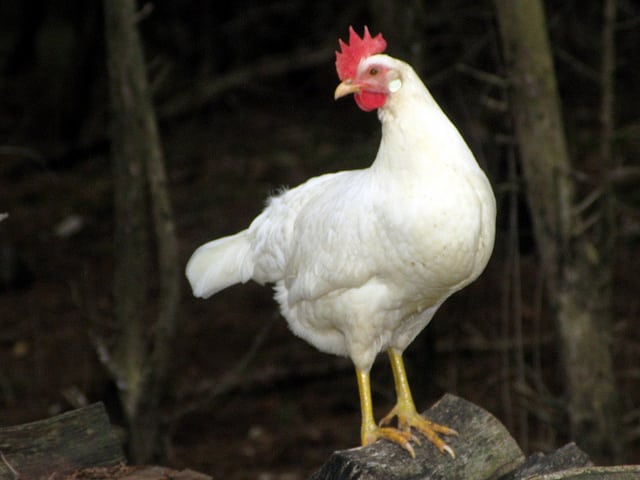 Grypa ptaków zaczyna zbierać żniwo w Azji