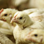 Skarbówka nie powinna pobierać od rolników podatku od odszkodowań. KRIR prosi o interwencję