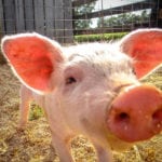 ComAgri popiera zaostrzenie prawodawstwa dla pasz leczniczych