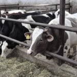 Składniki mineralne w żywieniu bydła