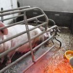 80 proc. problemów z płodnością loch wynika ze złego zarządzania
