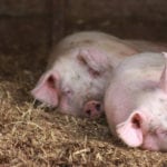 Żyto mieszańcowe dobrym komponentem pasz treściwych
