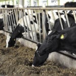Co zamiast importowanego białka GMO? Ministerstwo szuka odpowiedzi