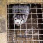 Rolnicy z Podlasia błagają prezydenta: Zakaz hodowli futerkowej zrujnuje polską wieś!