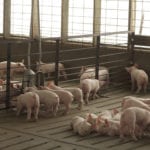 Szansa na powrót mączek mięsno-kostnych w żywieniu zwierząt