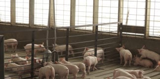 Szansa na powrót mączek mięsno-kostnych w żywieniu zwierząt