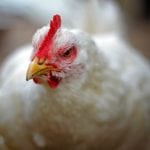 Hodowcy drobiu obawiają się ustawy paszowej. Bez GMO dojdzie do załamania produkcji?