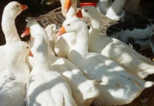 Polska gęś owsiana ma dostać unijną tarczę jakości