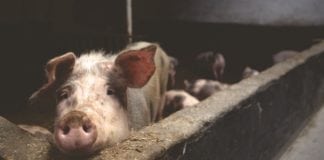 Inwestycje odtwarzające potencjał produkcji rolnej – jeden nabór się kończy, drugi zaczyna