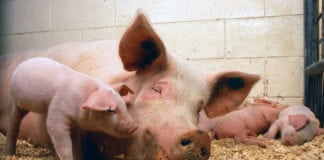 Spadek pogłowia trzody chlewnej w Chinach winduje ceny na świecie