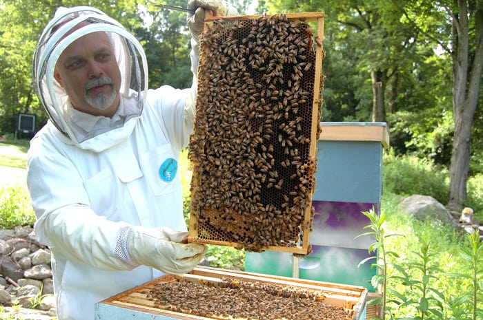 rolnictwo, portal rolny, pszczoły, zgnilec amerykański, ochrona pszczół, na ratunek pszczołom